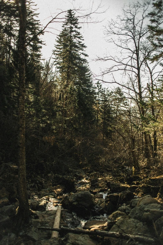 a stream is flowing between some forest trees