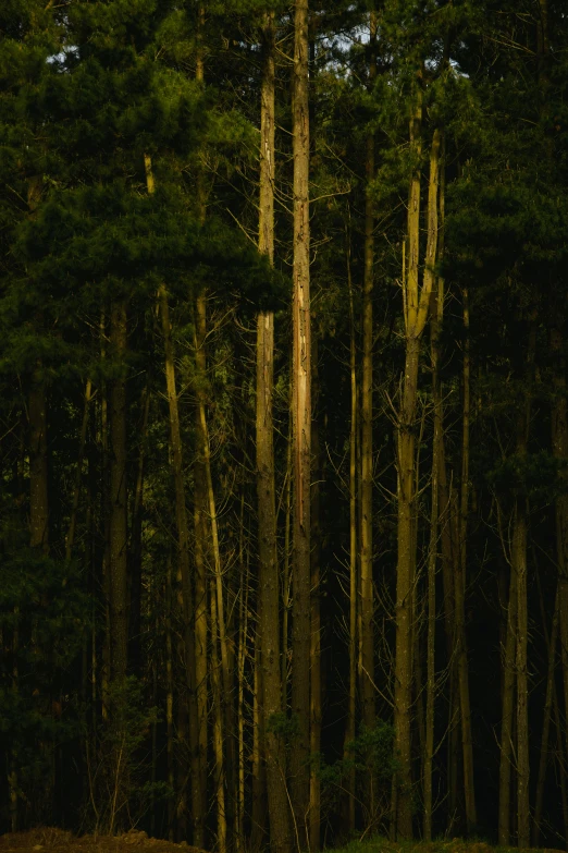 a couple is standing on a grassy area in front of some tall trees