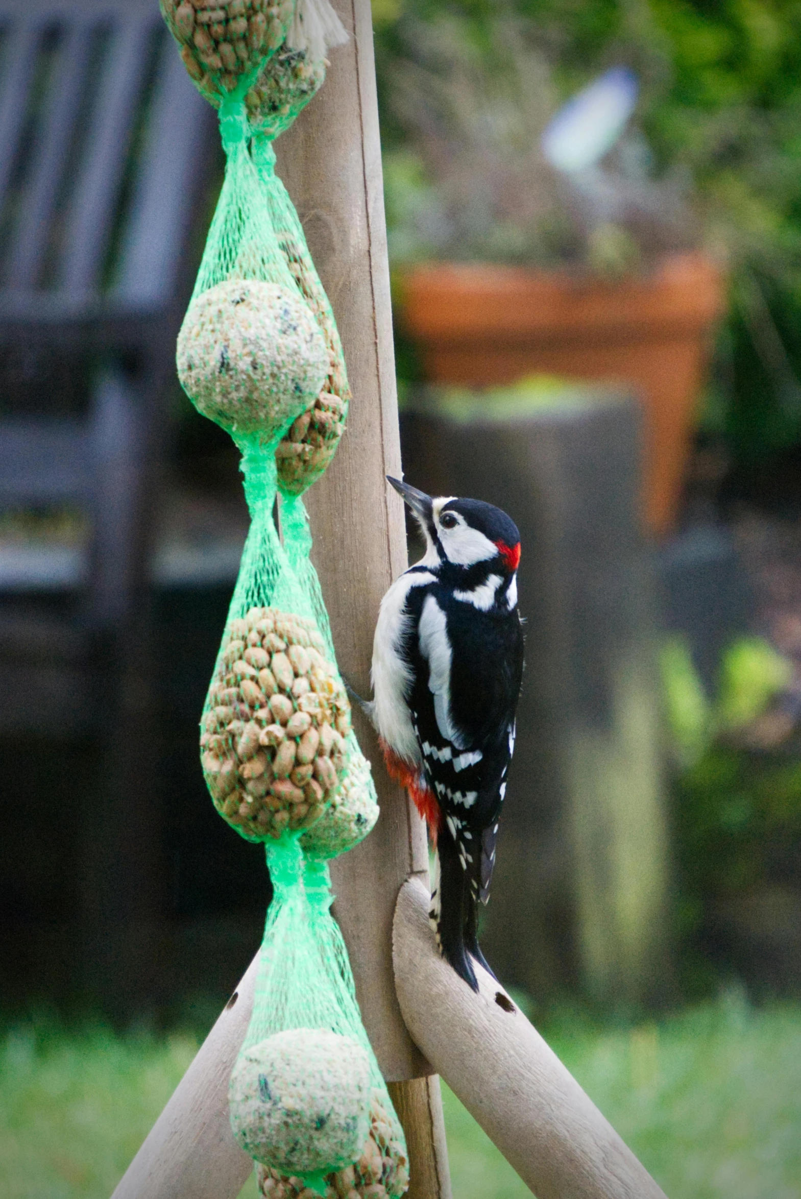 a bird on top of a fence eating seeds from a feeder