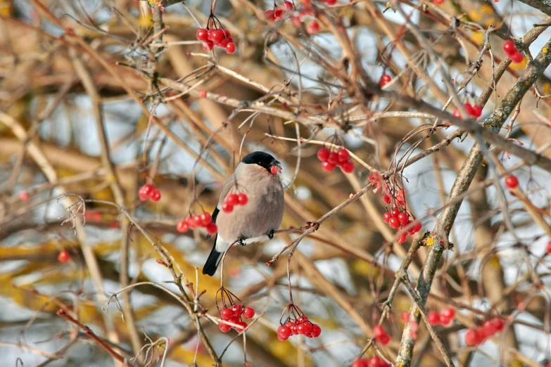 a bird that is sitting on a tree