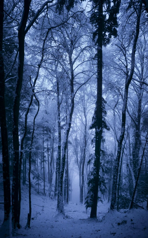 a pathway with several trees, one snow covered in some snow