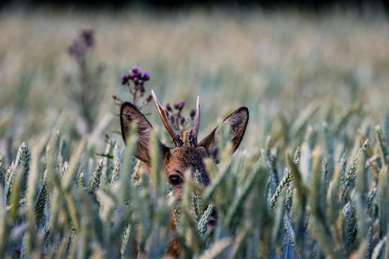 a deer is seen through tall grass and flowers