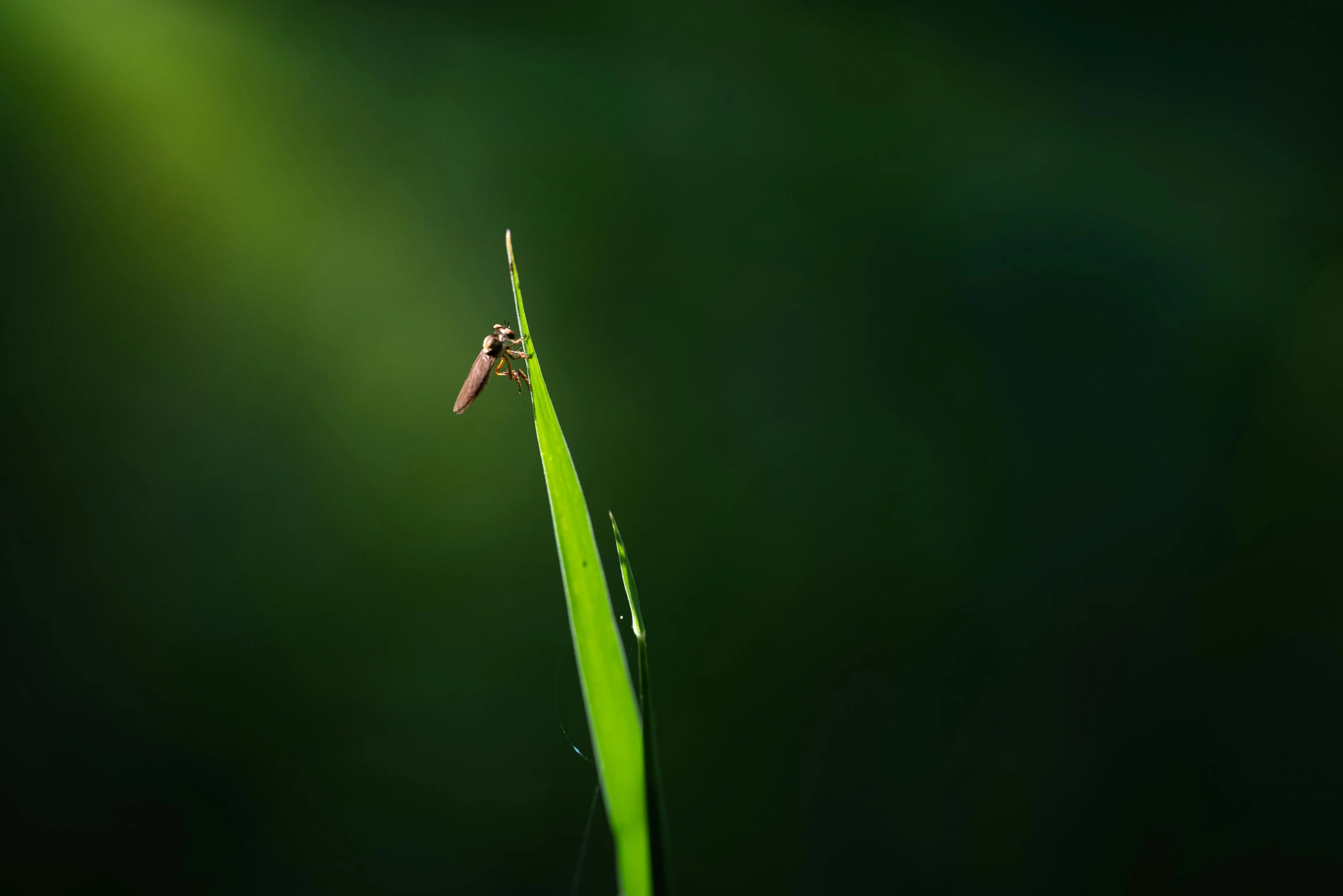 the long blade of grass is illuminated by the light