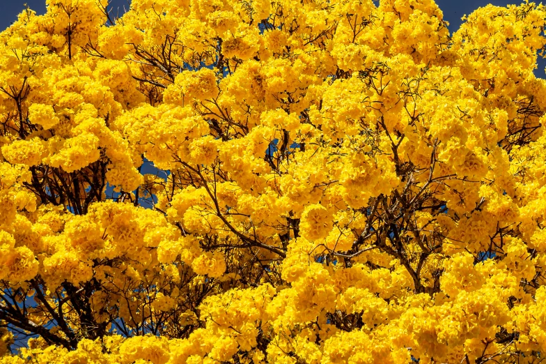 tree with many yellow flowers and blue sky