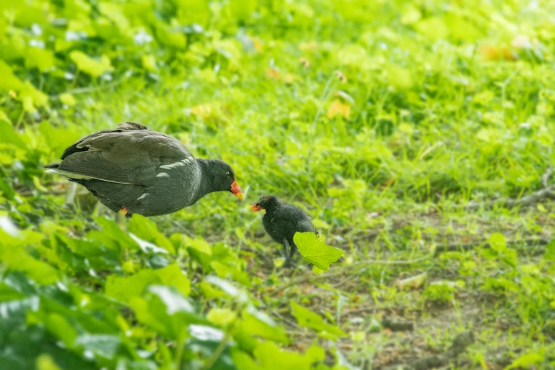 two small birds perched next to each other