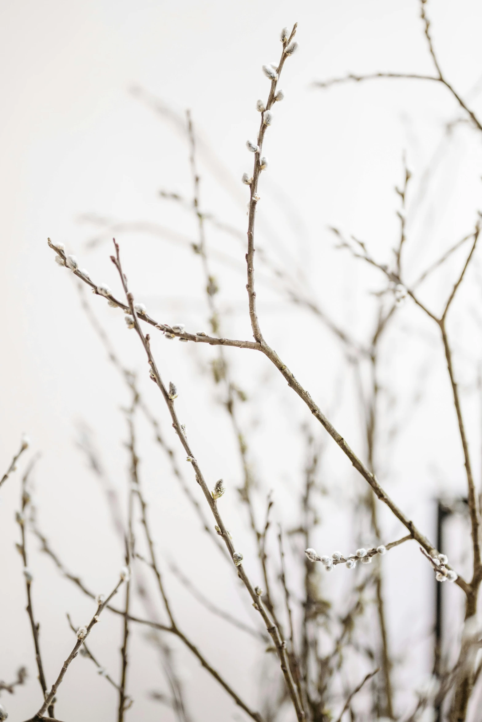 the nches of a tree with some white leaves