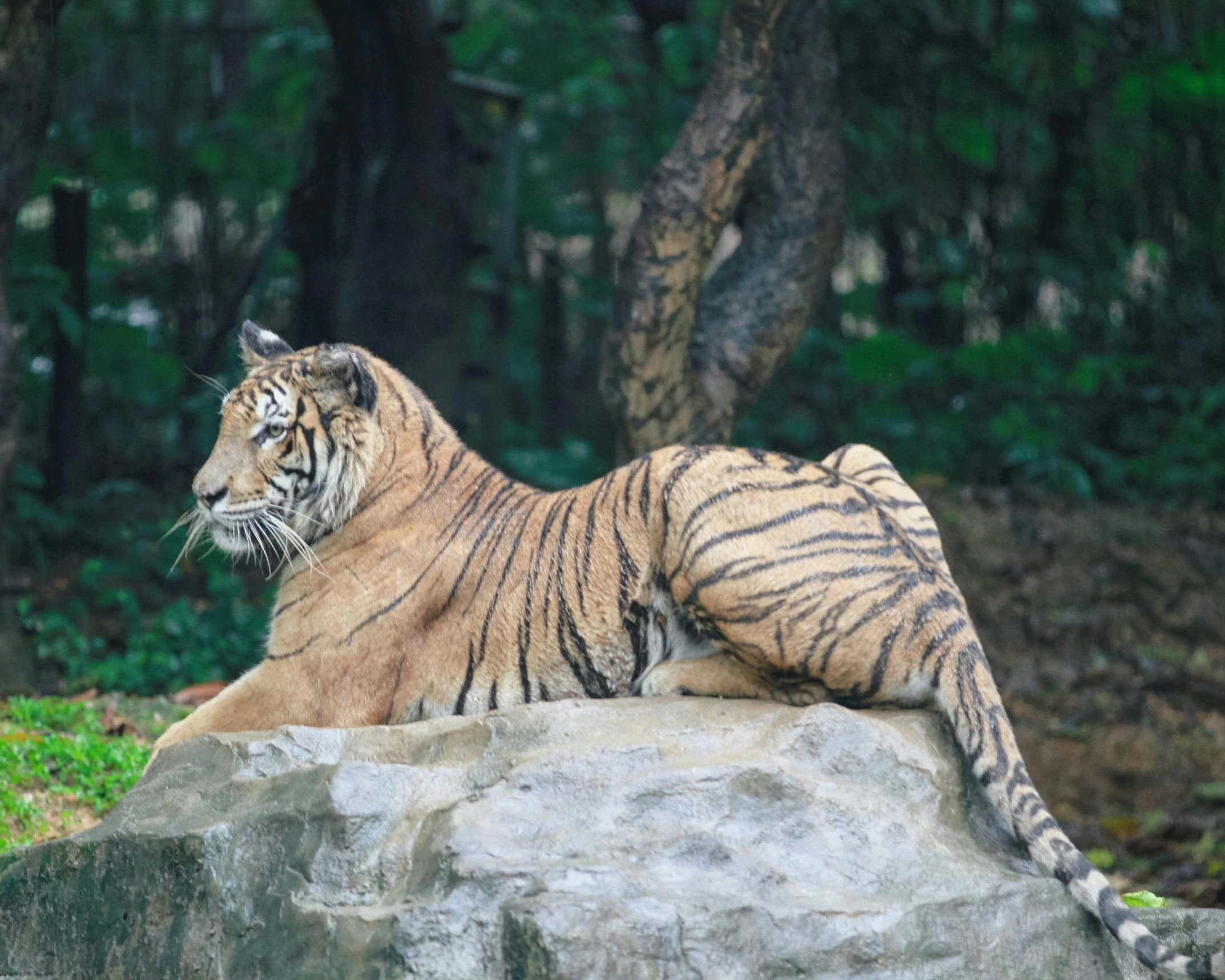 a tiger sitting on a large rock in the forest