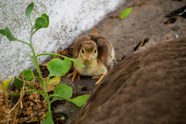 a little bird sitting in the dirt near the side of a building