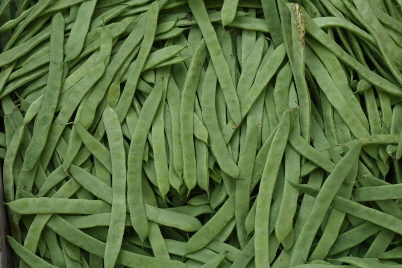 green beans are arranged and ready to be cooked