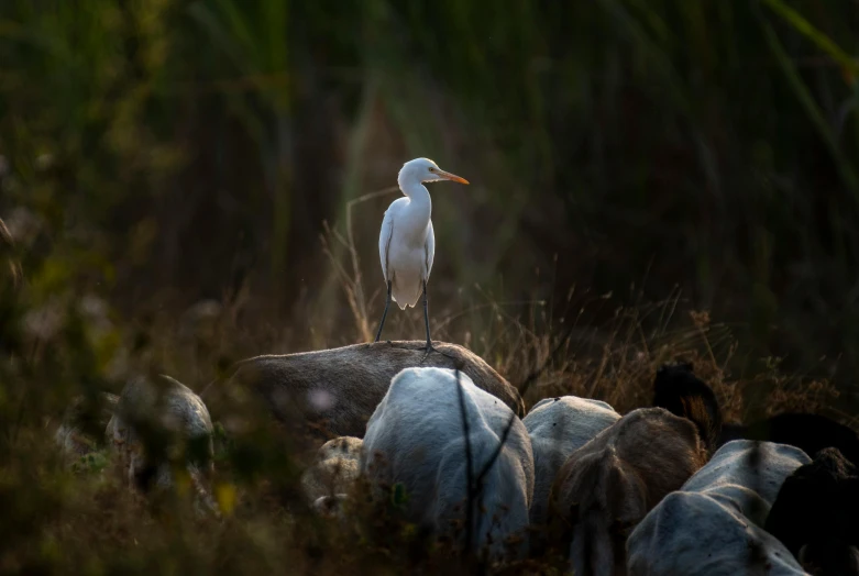 the bird sits on top of a large rock