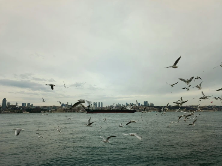 a large flock of seagulls flying over the water