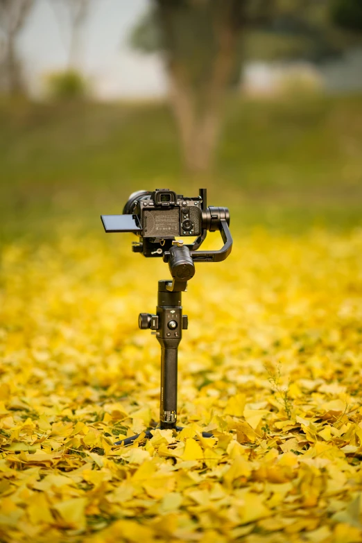 there is a picture on a tripod in the ground