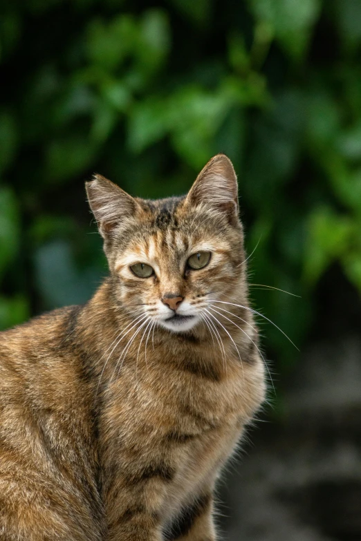 a cat sitting on top of a table next to some grass