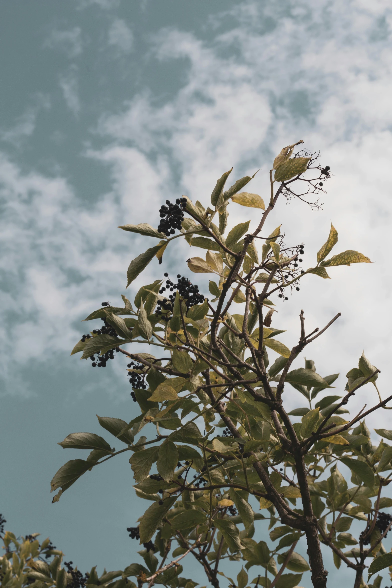 tree leaves and clouds are above the sky