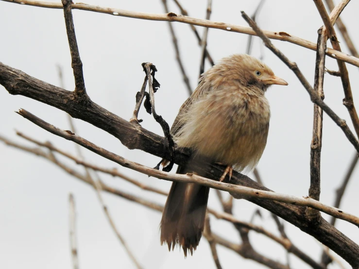 bird perched on nch in urban area against cloudy sky