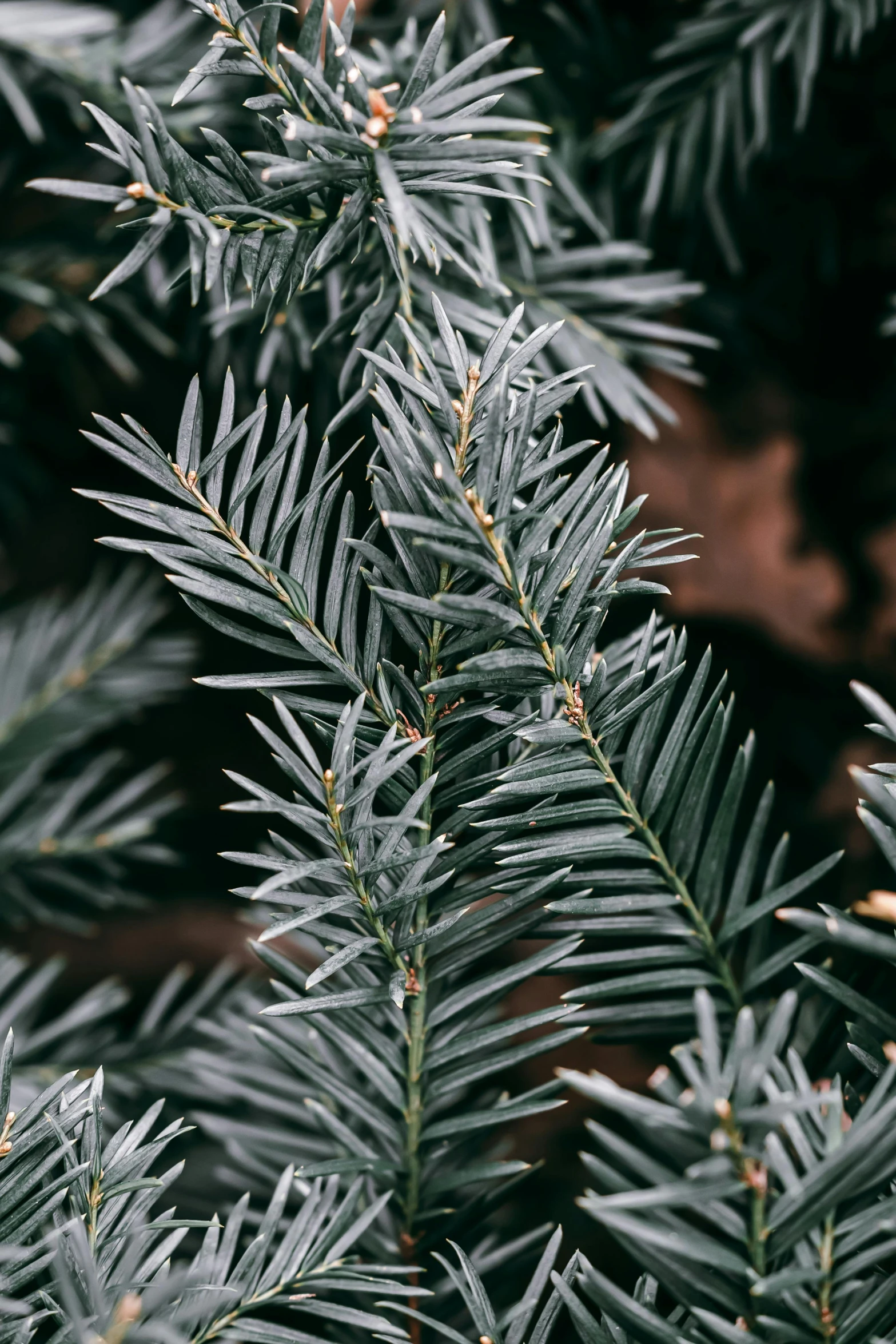 the tip of pine needles growing on a fir tree