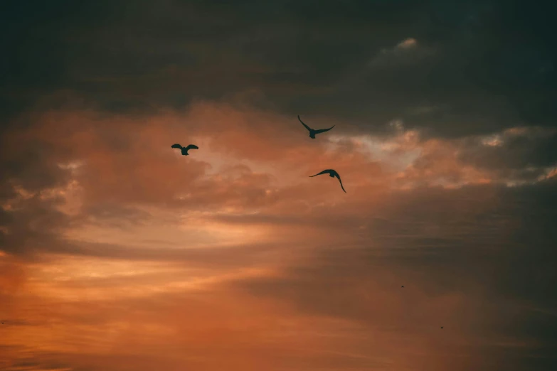some birds flying away from the sun at dusk