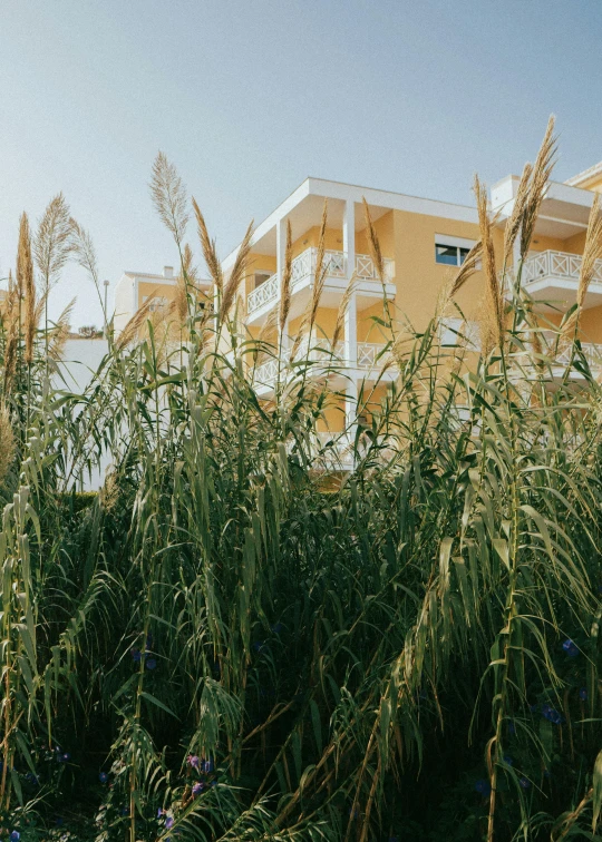 some tall grass and a building by the beach