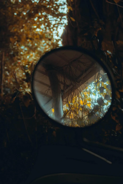 a view of a forest through a mirror