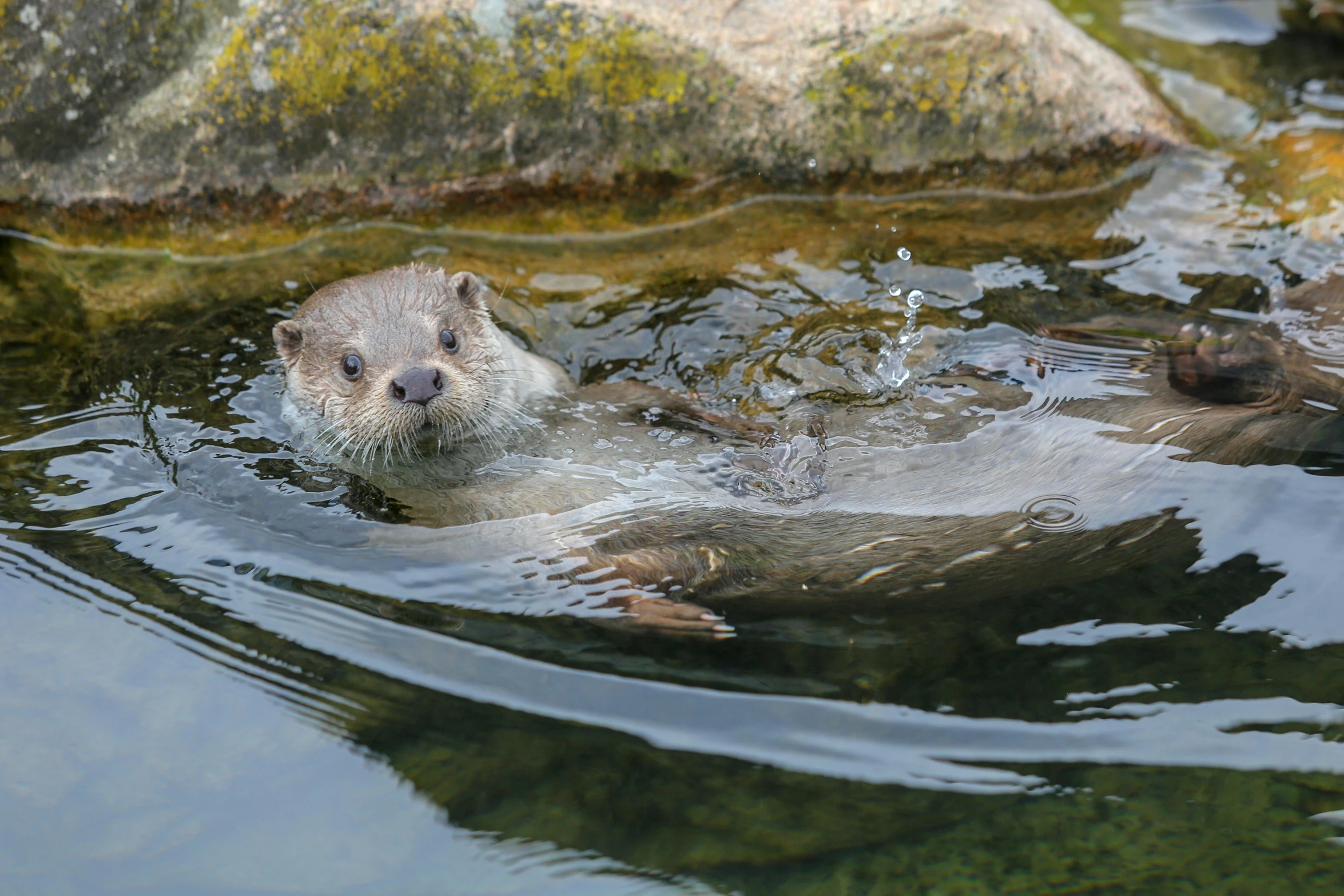 the otter is floating next to a large rock
