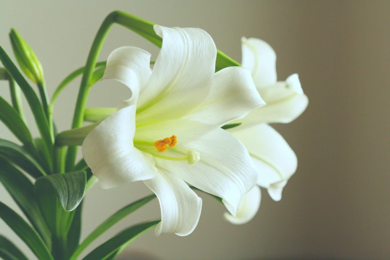 a white flower has very sharp, curved stems