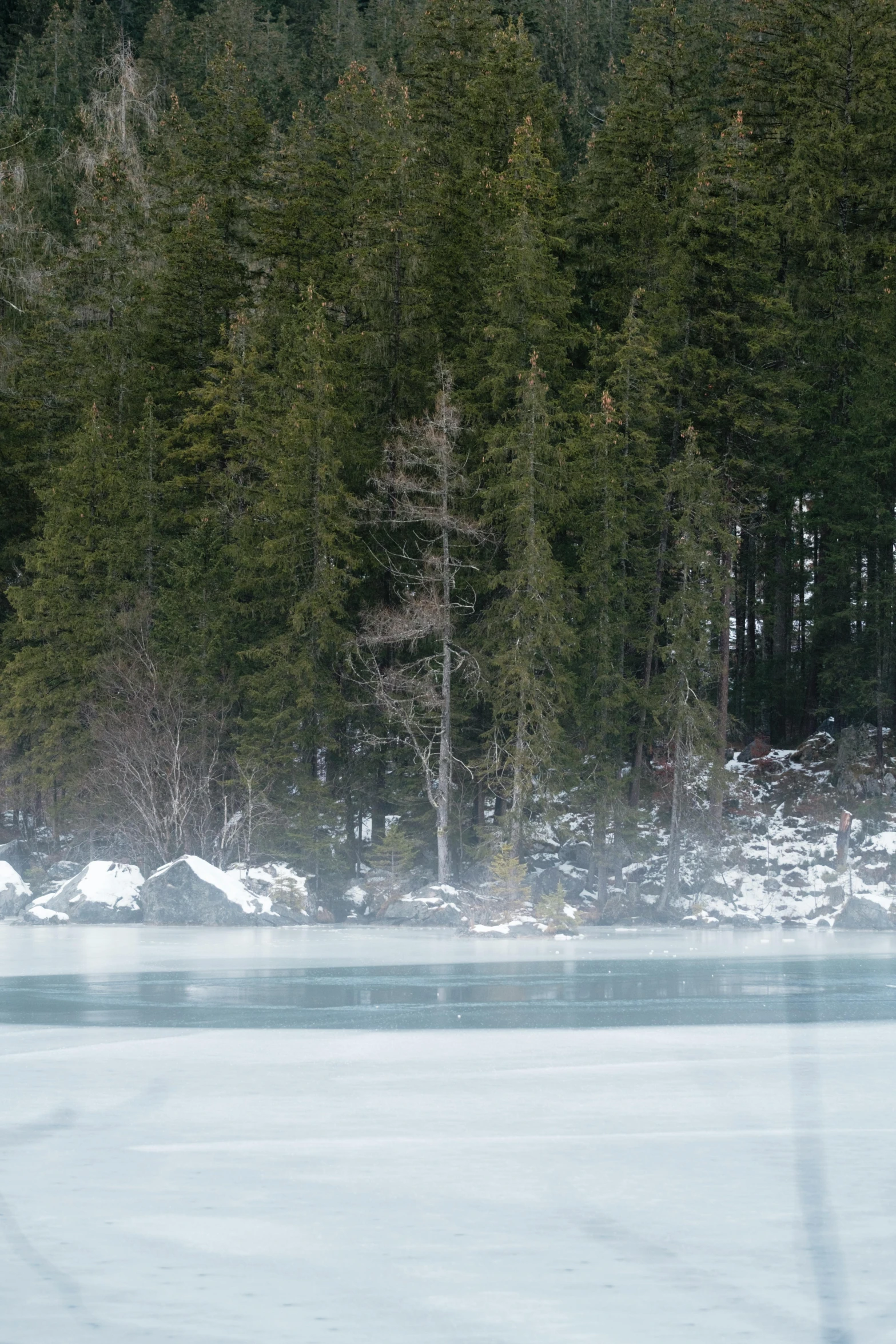 the polar bear is standing in front of a group of trees