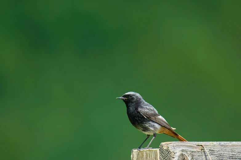 a bird that is standing on some wood