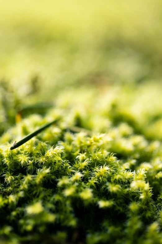 a small yellow beetle sitting on a green substance