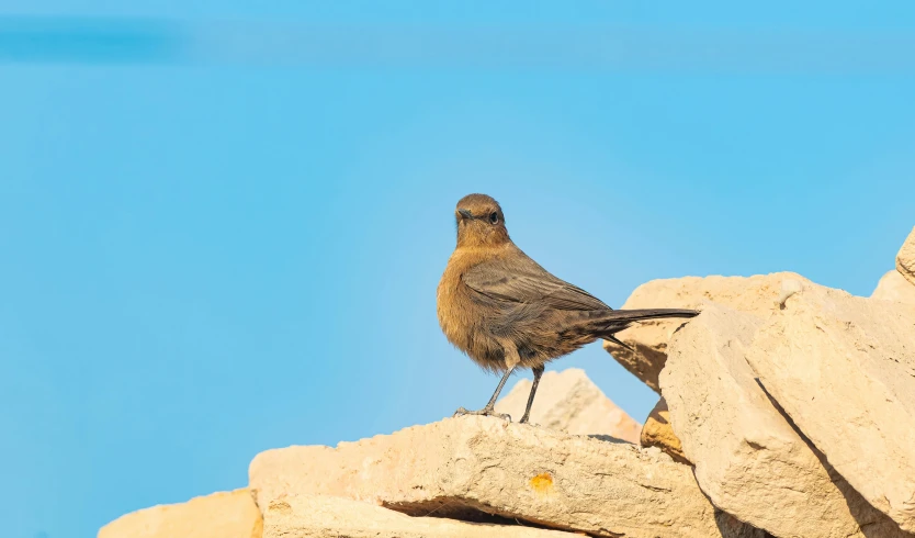 a bird sitting on a rock with clear blue sky