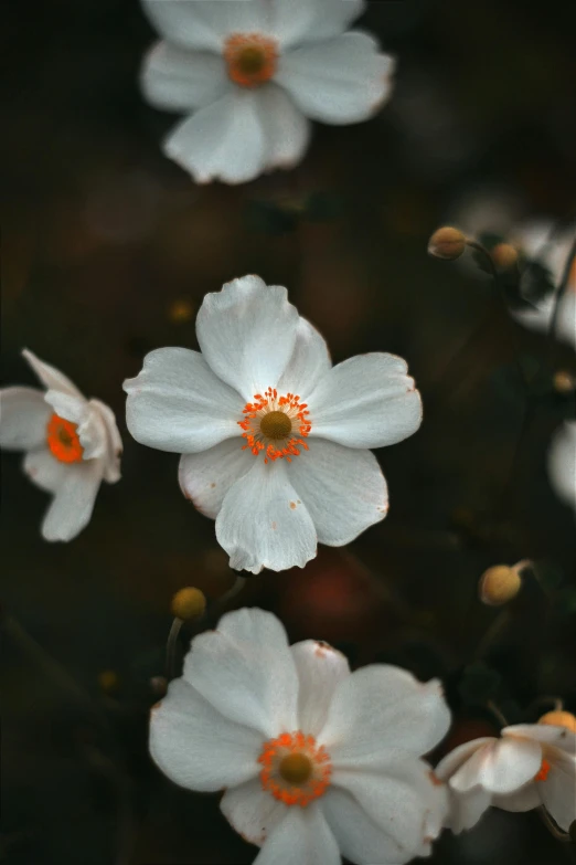 some white flowers with orange centers and dark background