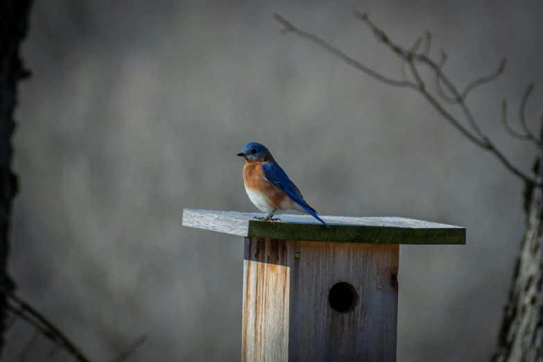 there is a blue bird sitting on top of the birdhouse