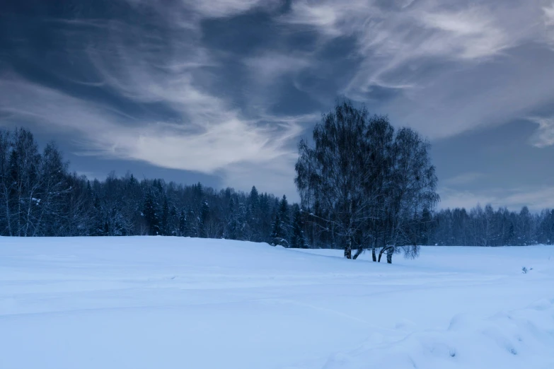 trees stand under a cloudy sky on a snowy landscape