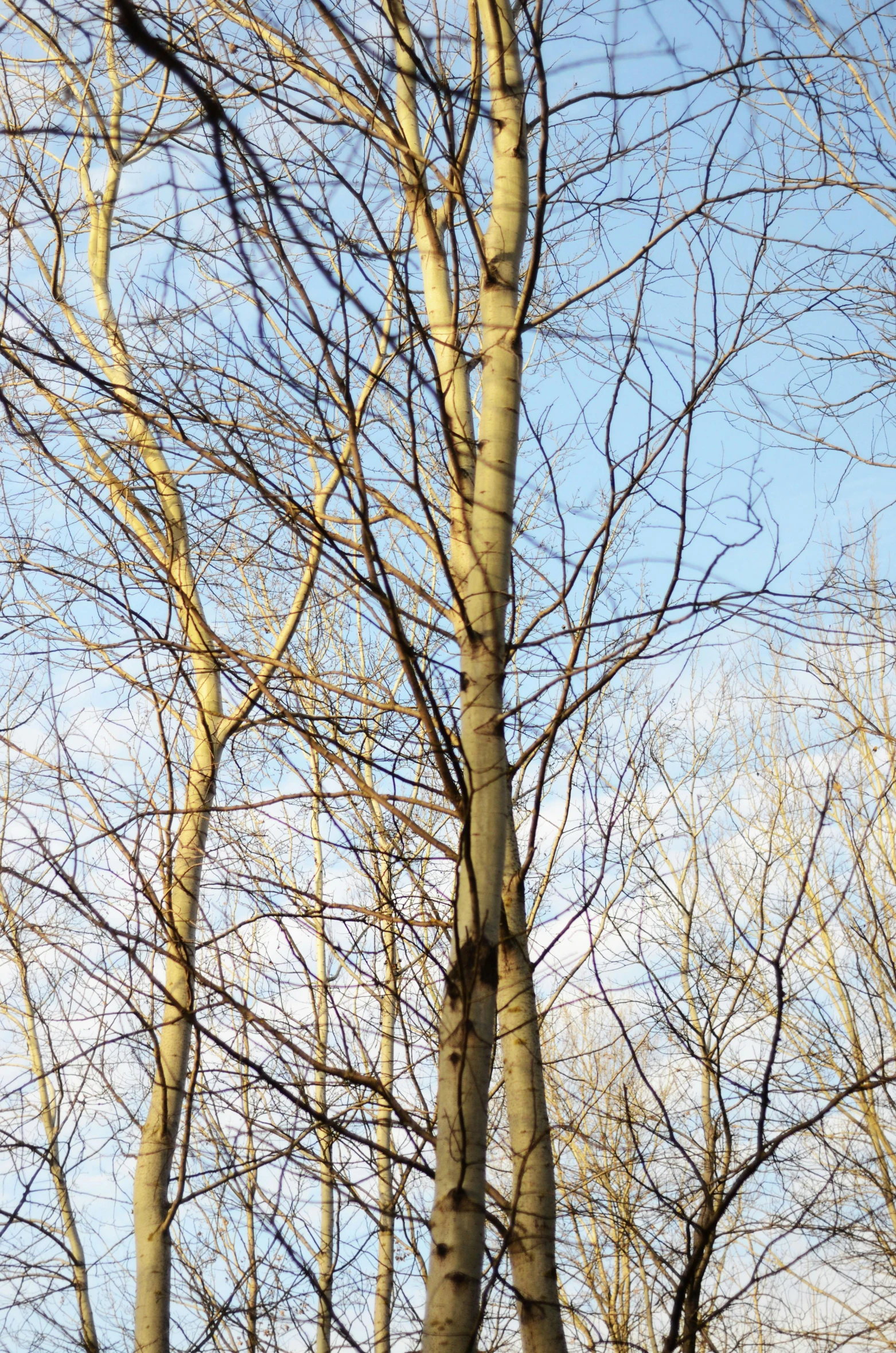 looking up at the trunks and nches of some treetops