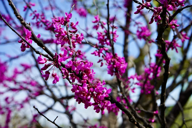 pink flowers on the nches of a tree