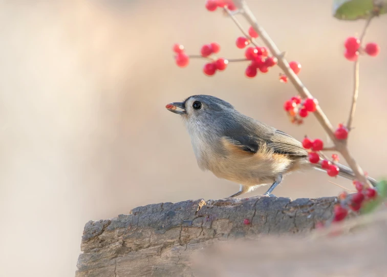 the small bird is perched on the rock in the sun