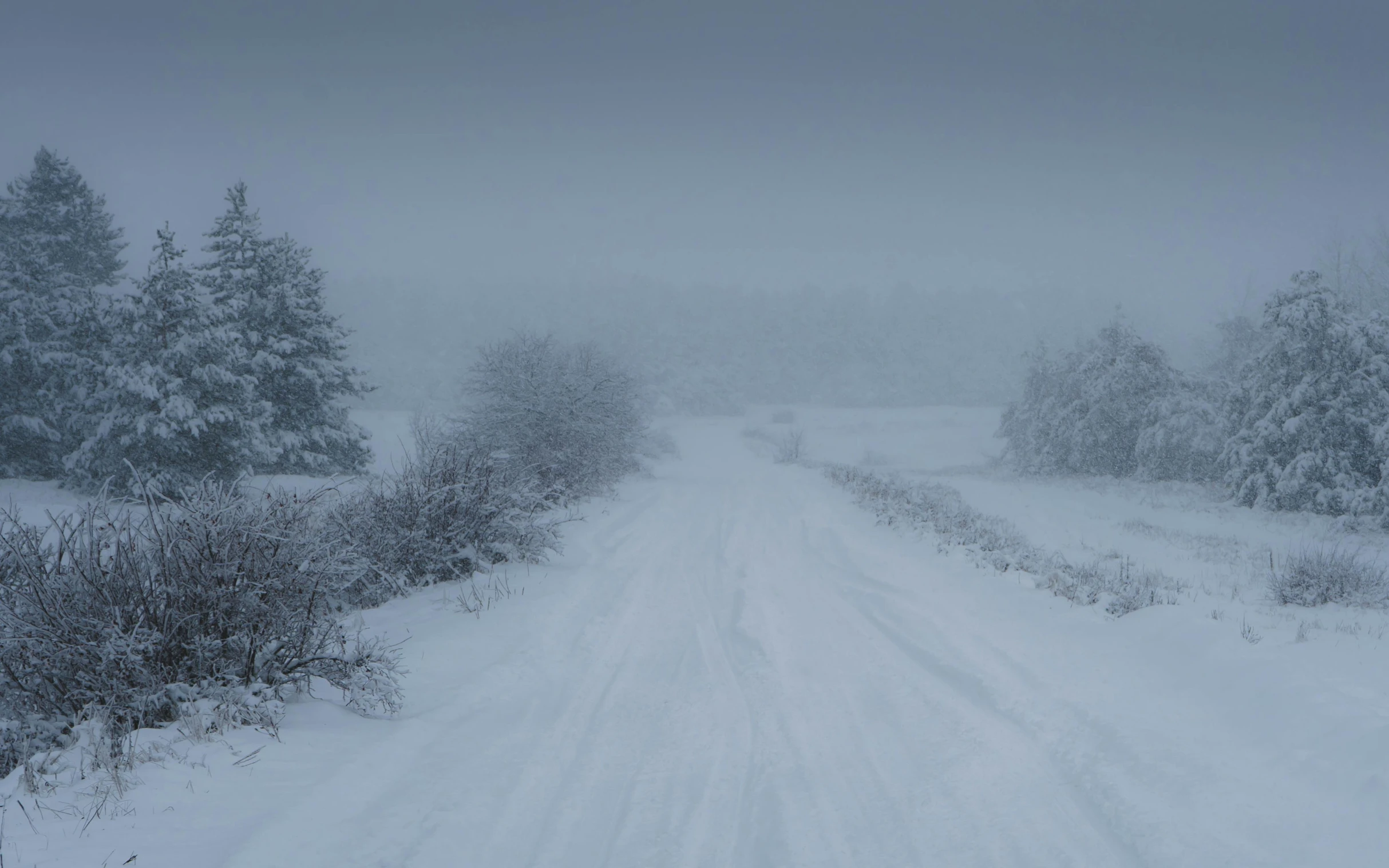 a snow covered road with trees and bushes on both sides