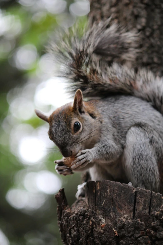 a squirrel eating on a tree with his hands