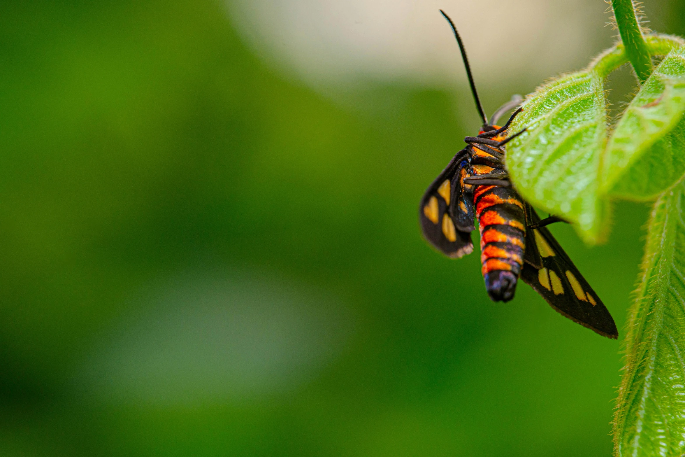 the bug is sitting on a leaf outside