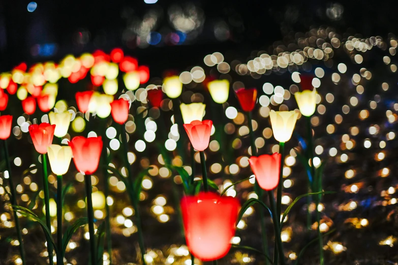 lights decorate a field with red, yellow, and white flowers