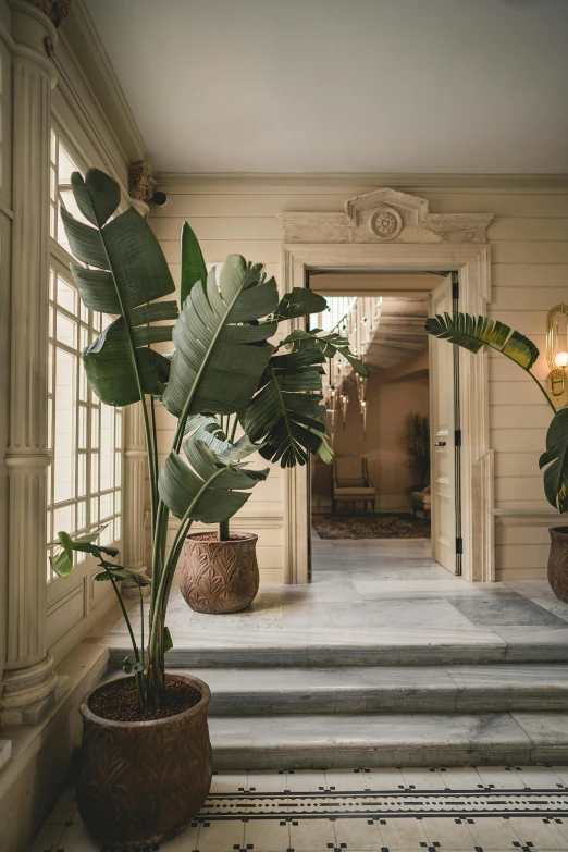 the interior of a home with large plants in two potted planters