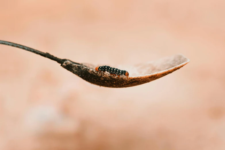 an insect that is sitting on a plant