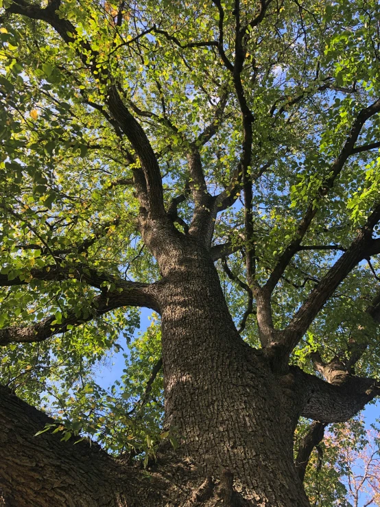 tree top s looking up at the nches and canopy of the tree