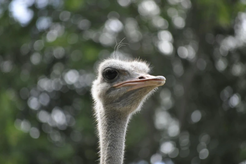 an ostrich looking straight ahead while standing in front of trees