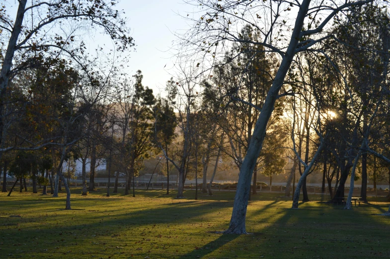 the sunlight shining through the trees on a grassy area