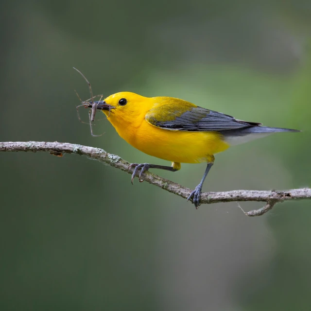 a yellow and blue bird on a tree nch