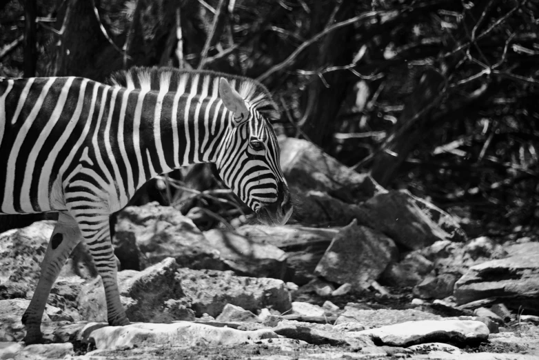 a ze standing in the rocks and trees