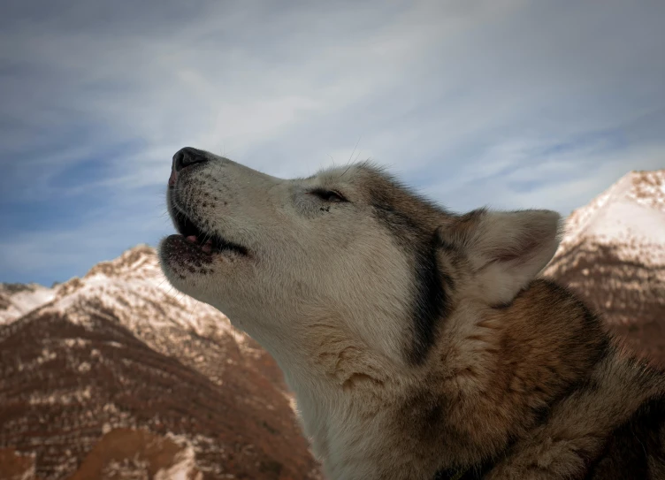 the head of a wolf and the mountain range in the background