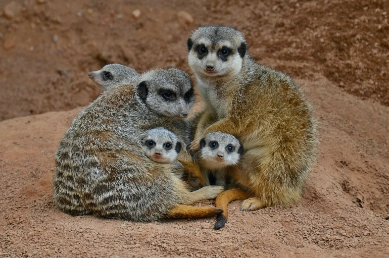 a group of meerkats sitting around on a rock