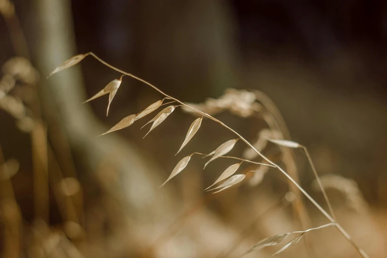 the dry grass has small leaves on it