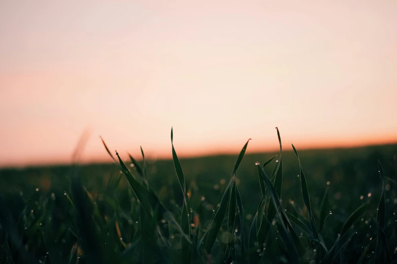 the grass is blowing in the breeze with the sun shining in the background